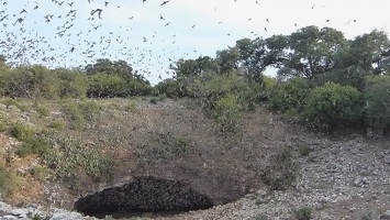 Video: Bats